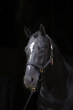 Covalliero TopLine grime