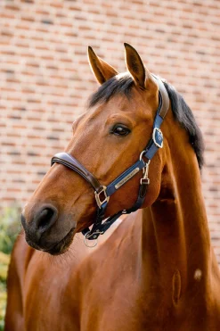 Horseware Signature Show Halter