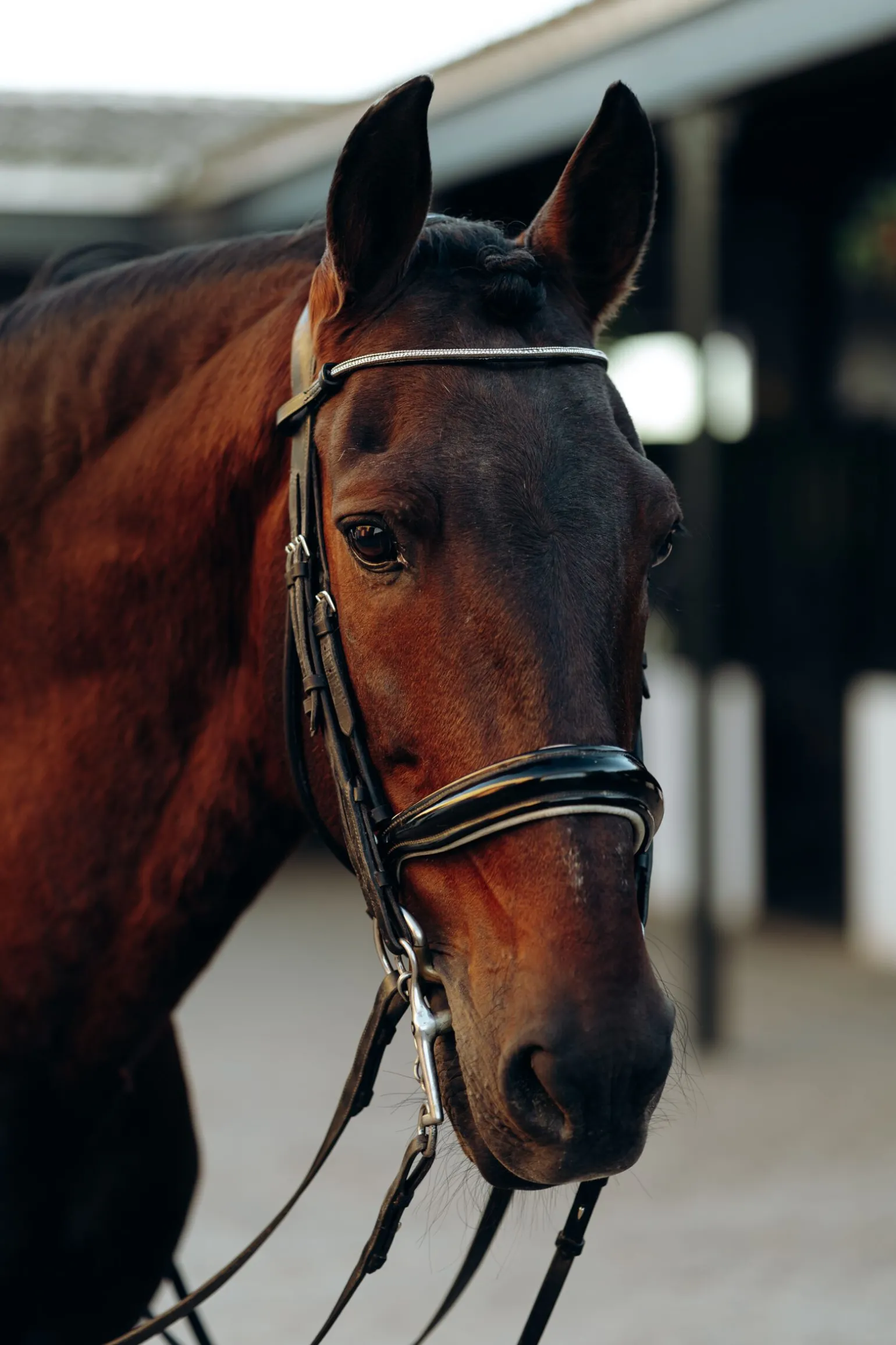 Horze Munich pannebånd med krystaller