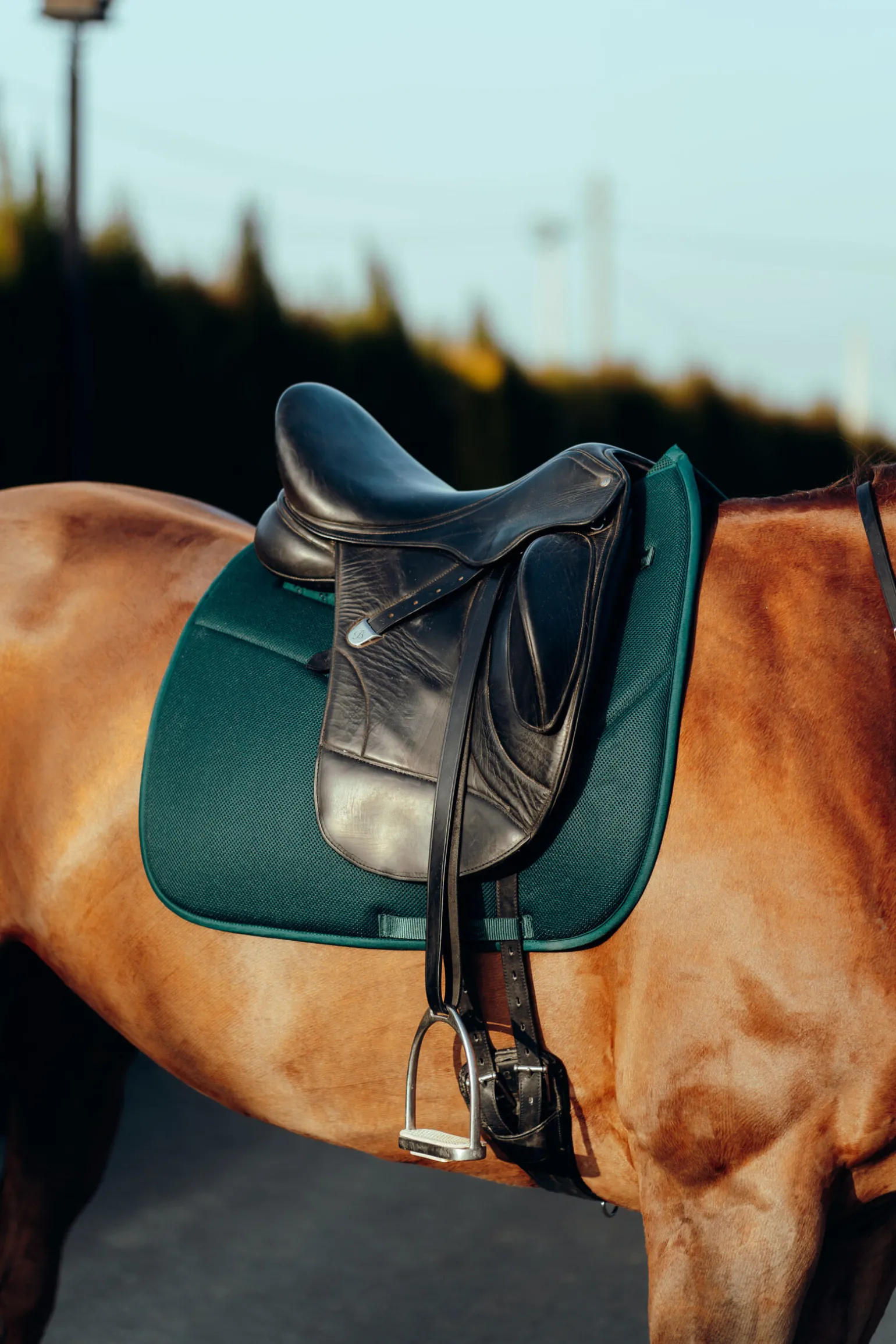 Horze Phoenix dressursjabrak