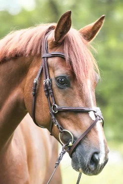 Kavalkade hodelag Everado med meksikansk nesereim