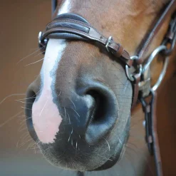 Kavalkade Levana hodelag