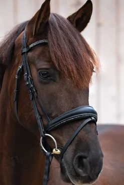 Kavalkade Victoria Hodelag